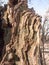 close up of inside bark tree texture outside old decay time nature