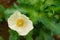 Close up inside poppy flower in white petal color yellow stamens