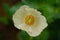 Close up inside poppy flower in white petal color yellow stamens