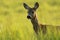 Close-up of an interested roe deer doe observing with interest on meadow