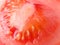 Close up of the interior of a ripe tomato