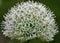 Close up of intricate white allium flower