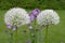 Close up of intricate white allium flower