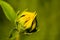 Close up involucral bract of unopened bud Sunflowers Helianthus annuus on a stem