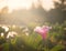 Close up Ipomoea pes-caprae with warm light