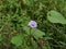 Close-up of ipomoea triloba flower plant