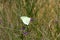 Close-up of an iridescent butterfly sucking a purple flower corolla in the grass, Pilanesberg National Park, Sun City, South Afric