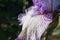 Close-up of iris germanica on blurred green natural backdrop. Violet - white flower growing in garden. spring mood