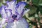 Close-up of iris germanica on blurred green natural backdrop. Violet - white flower growing in garden. spring mood