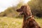 Close up of Irish setter dog sits on a nature green grass and looking away in summer meadow against blurred scenery