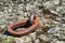 Close up of Iron Ring embedded in rock