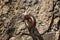 Close-up of iron ring stuck with cement in an old stone wall Caceres