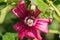 Close up of Island Tree Mallow Malva assurgentiflora, Ulistac Natural Area, California;