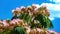 Close up of isoalted bright flowers and green leaves of pink persian silk tree albizia julibrissin against blue sky