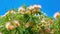 Close up of isoalted bright flowers and green leaves of pink persian silk tree albizia julibrissin against blue sky