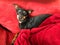 Close up of isolated adorable miniature pinscher Canis lupus familiaris, mini doberman on sofa comfortable between blanket and