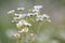 Close-up isolated bouquet tender beautiful wild white daises lit by morning sun growing on high stems in field or garden on blurre