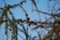 Close up of isolated branch of larch tree Larix decidua with green needles and single brown cone against blue sky - Viersen,