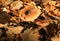 Close up of isolated brown parasitic fungus armillaria between leaves foliage in bright autumn sun - Germany