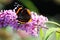 Close up of isolated butterfly Admiral  Vanessa Atalanta on pink lilac flower Syringa vulgaris with green blurred background