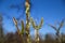 Close up of isolated first fluffy buds catkins of sitka burnet wildflower sanguisorba canadensis against blue sky in springtime
