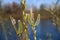 Close up of isolated first fluffy buds catkins of sitka burnet wildflower sanguisorba canadensis against blurred lake in