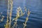Close up of isolated first fluffy buds catkins of sitka burnet wildflower sanguisorba canadensis against blurred lake in