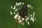 Close-up isolated flower of ribwort plantain on green background, narrow leaf plantain, Plantago lanceolata, English plantain