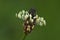 Close-up isolated flower of ribwort plantain on green background side view, narrow leaf plantain