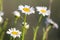 Close-up isolated group of tender beautiful wild white daises li