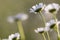 Close-up isolated group of tender beautiful wild white daises li
