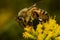 Close up isolated image of a honey bee walking over a yellow late goldenrod flower sucking nectar