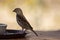 Close up isolated image of a wild sparrow landing on the rim of a breakfast plate