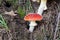 Close up on isolated mushroom toadstool