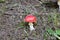 Close up on isolated mushroom toadstool