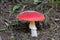 Close up on isolated mushroom toadstool