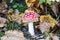 Close up on isolated mushroom toadstool