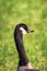 A close up isolated photograph of a wild Canadian goose head beak and neck as it looks at the camera with bright sunny green grass