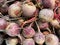 Close up of isolated pile fresh harvestet beetroots on farmer market - Germany