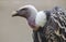 Close-up isolated portrait of a Vulture