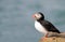 Close up of an Isolated Puffin on a cliff edge on The Farne Islands