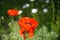 Close up of isolated red oriental poppy flower blossom papaver Orientale with green bokeh background