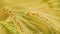 Close-up of a Isolated Ripe Wheat Straws Waving in Wind