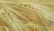 Close-up of a Isolated Ripe Wheat Straws Waving in Wind. Bronze look