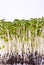 Close up isolated salad cress