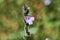 Close Up of Isolated Texas Vervain Verbena halei flower. Springtime in Texas