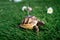 Close up of an isolated young hermann turtle on a synthetic grass with daisyflower