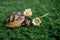 Close up of an isolated young hermann turtle on a synthetic grass with daisyflower