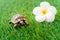 Close up of an isolated young hermann turtle on a synthetic grass with frangipani flower