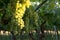 Close Up of Italian Grapes Before the Harvest in July at Sunset